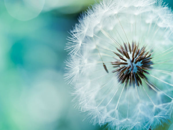 Download Beautiful Flowers Wallpapers  