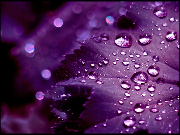 Download Beautiful Flowers Wallpapers  