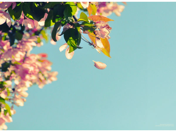 Download Beautiful Flowers Wallpapers  