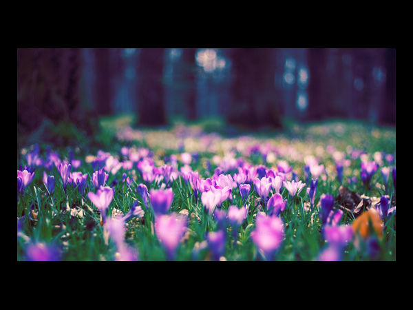 Download Beautiful Flowers Wallpapers  