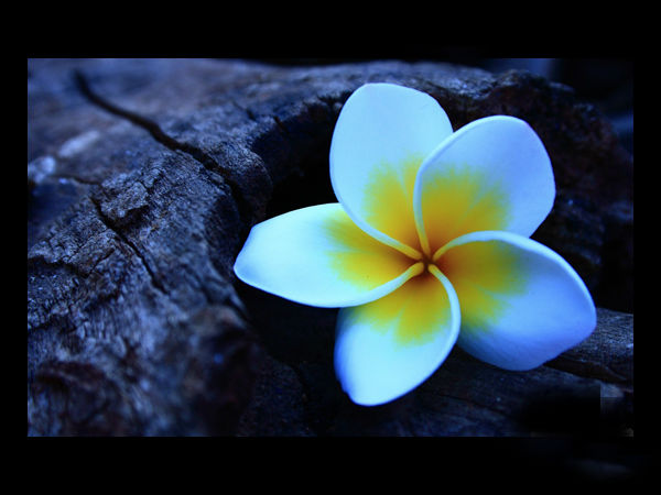 Download Beautiful Flowers Wallpapers  