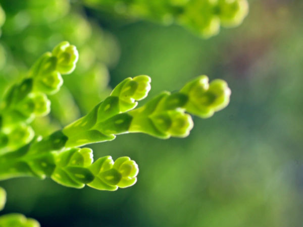 Download Beautiful Flowers Wallpapers  