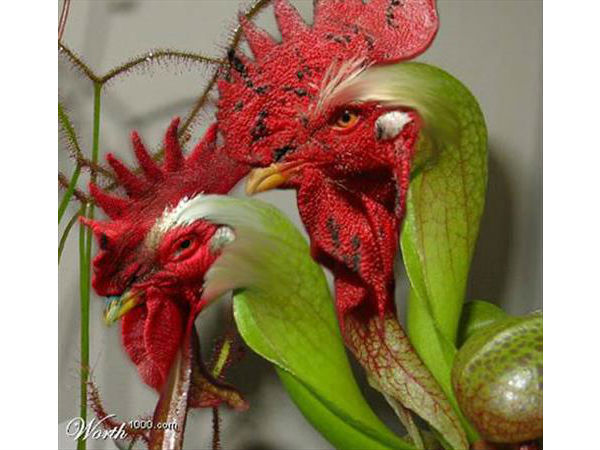 Adobe Photoshop photo effect