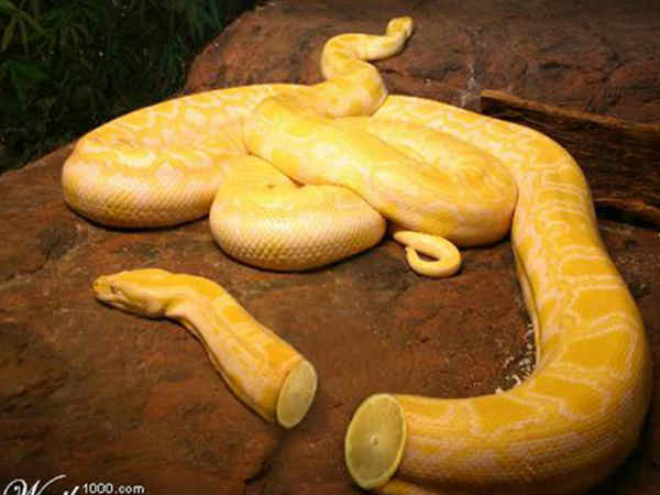 Adobe Photoshop photo effect