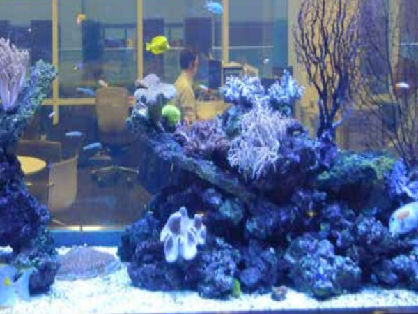 AmazonGlass Dome Headquarters In Seattle