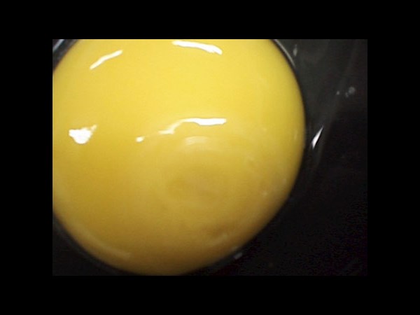 देखिए कैसे पेट्ट्री डिश में हुआ चूज़े का विकास 