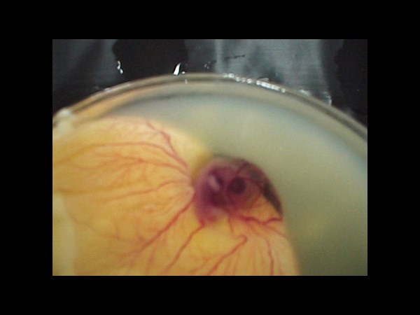 देखिए कैसे पेट्ट्री डिश में हुआ चूज़े का विकास 