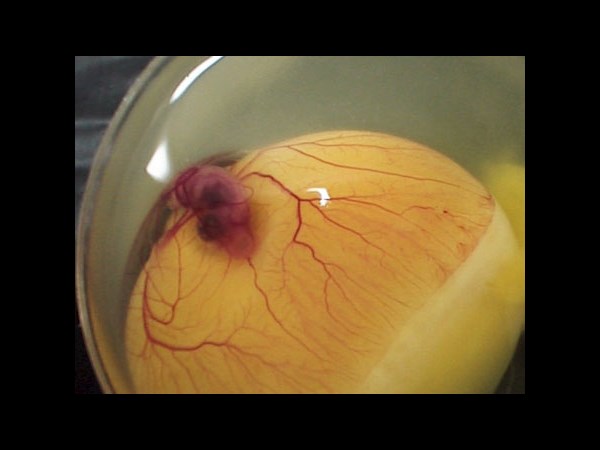 देखिए कैसे पेट्ट्री डिश में हुआ चूज़े का विकास 