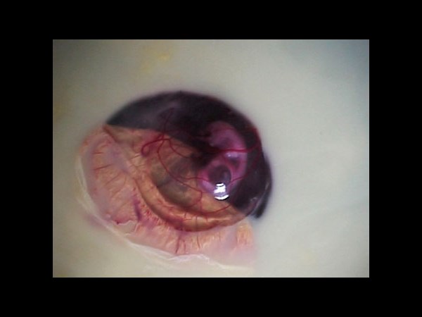 देखिए कैसे पेट्ट्री डिश में हुआ चूज़े का विकास 