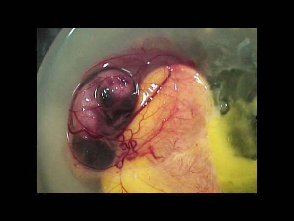 देखिए कैसे पेट्ट्री डिश में हुआ चूज़े का विकास 