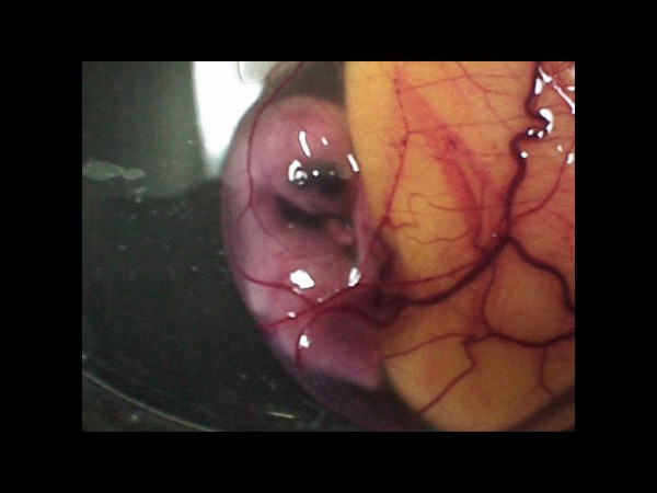 देखिए कैसे पेट्ट्री डिश में हुआ चूज़े का विकास 