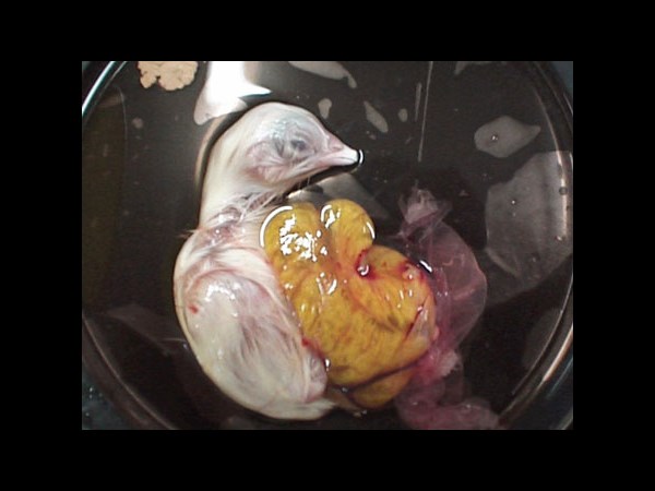 देखिए कैसे पेट्ट्री डिश में हुआ चूज़े का विकास 