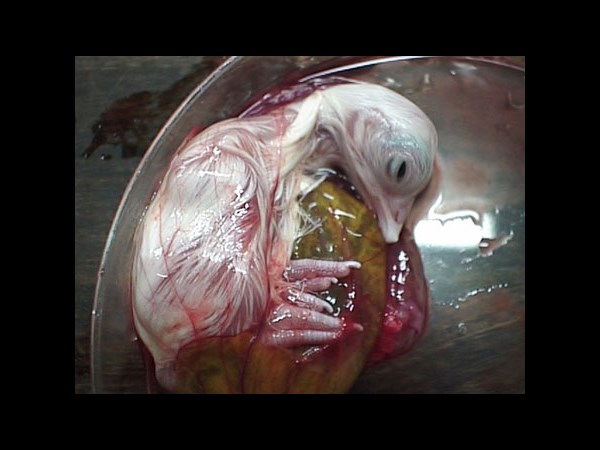 देखिए कैसे पेट्ट्री डिश में हुआ चूज़े का विकास 