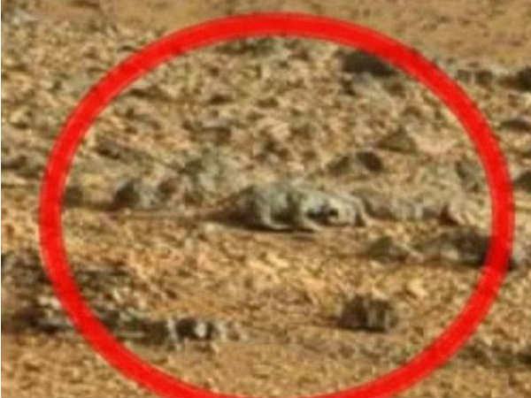 Rat on Mars