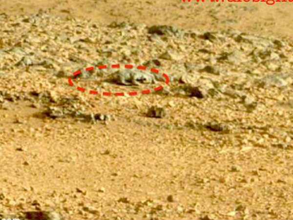 Rat on Mars Rat on Mars