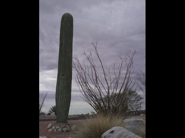 Cell Phone Tower