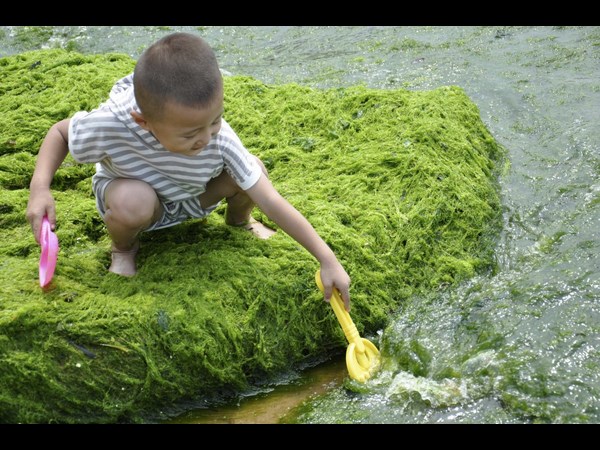 Algae on China Beaches
