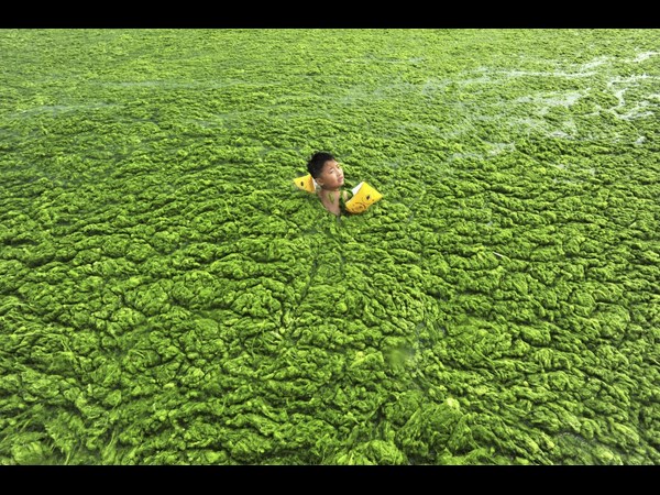 Algae on China Beaches