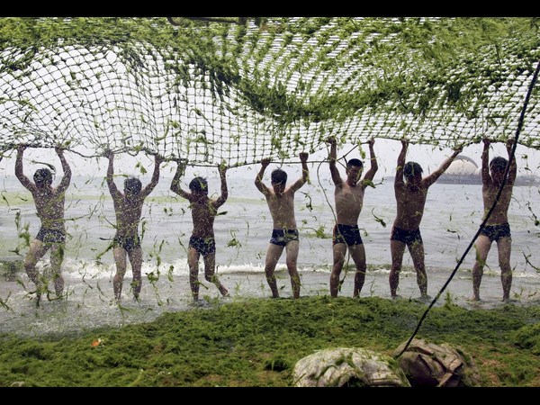 Algae on China Beaches