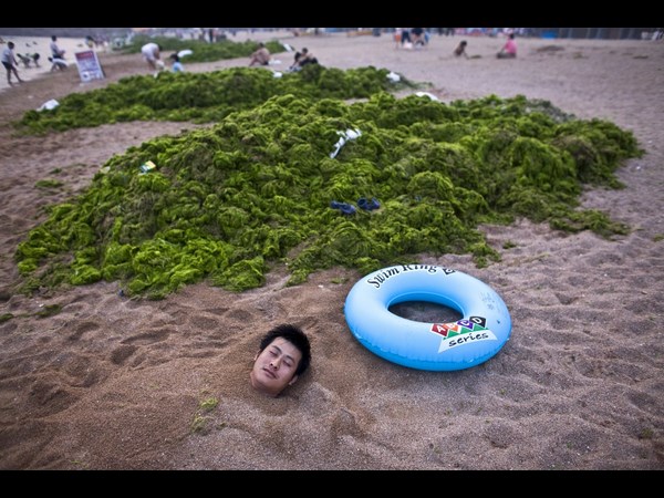 Algae on China Beaches