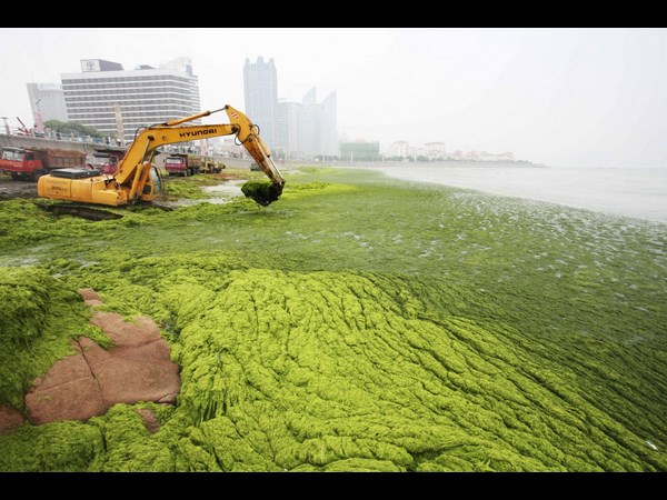 Algae on China Beaches