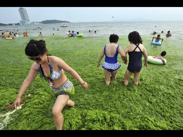 Algae on China Beaches