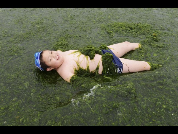 Algae on China Beaches