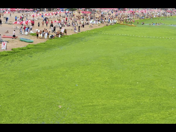 Algae on China Beaches