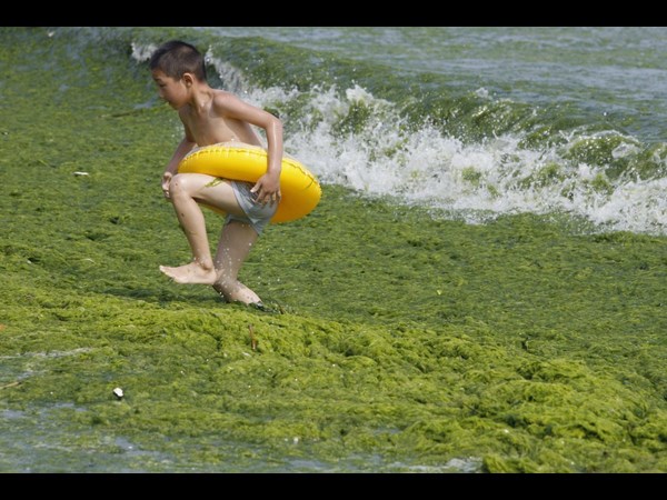 Algae on China Beaches