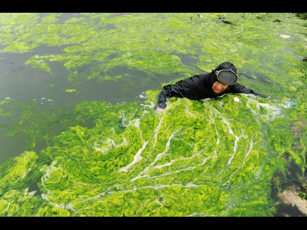 Algae on China Beaches
