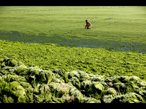 Algae on China Beaches