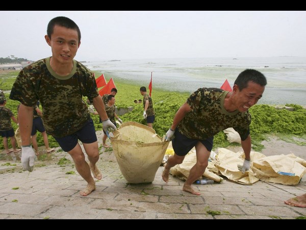 Algae on China Beaches
