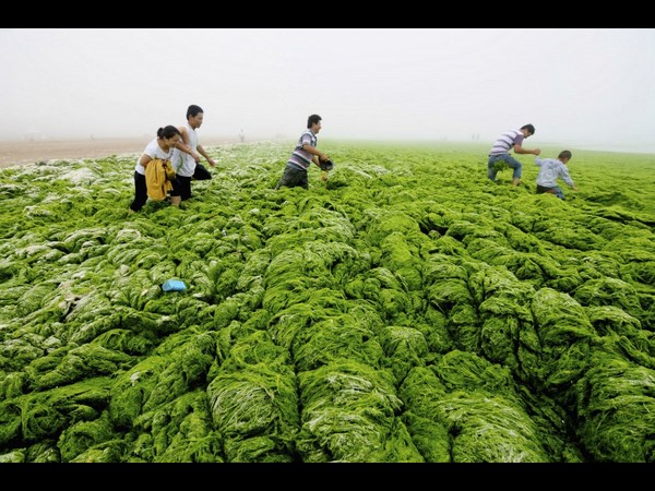 Algae on China Beaches