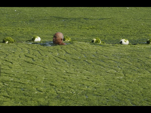 Algae on China Beaches
