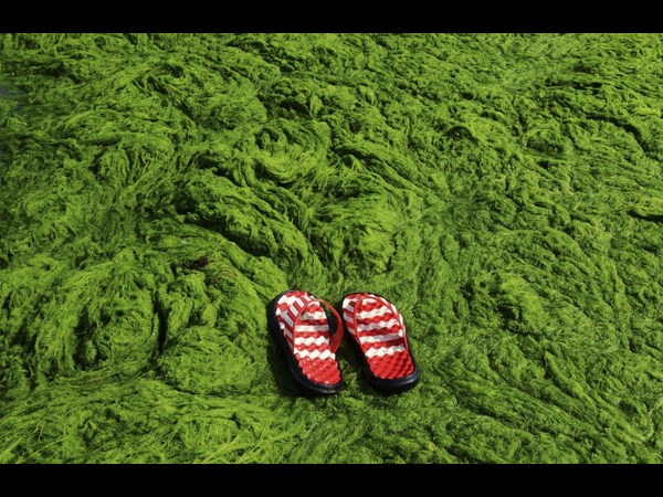 Algae on China Beaches