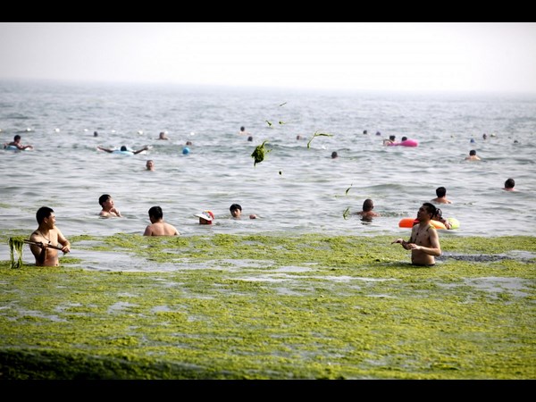Algae on China Beaches
