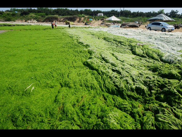 Algae on China Beaches