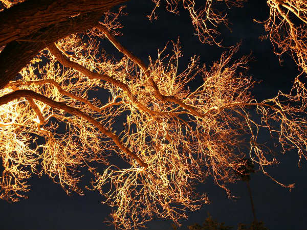 Trees One Day Replace Electric Streetlights? 