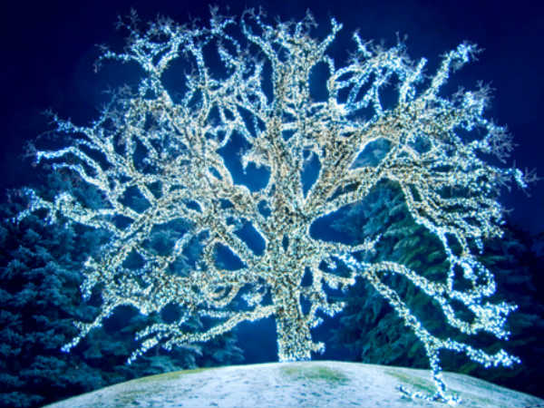 Trees One Day Replace Electric Streetlights? 