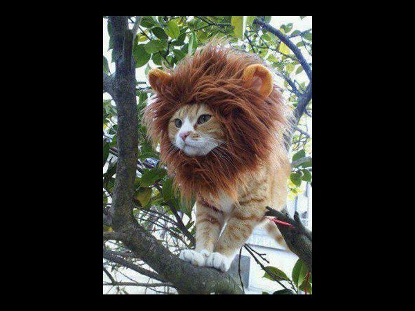 facebook funny photos 