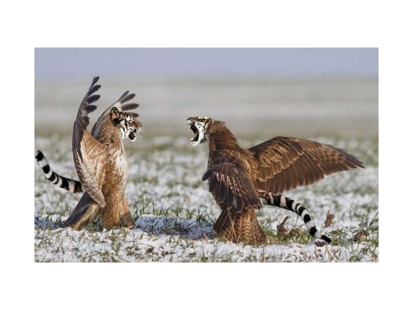 # 1 computer generated Hybrid Animals  