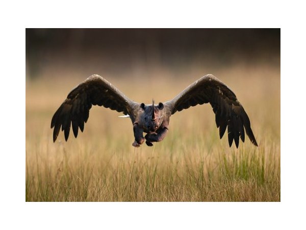 # 2 computer generated Hybrid Animals 