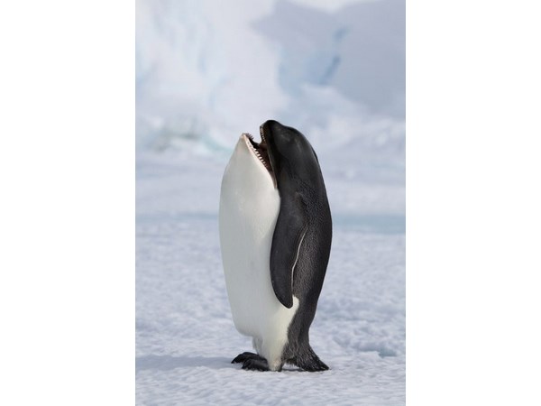 # 3 computer generated Hybrid Animals  