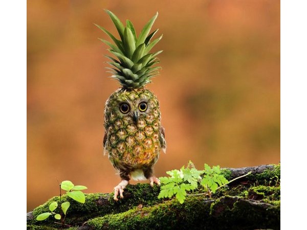 # 6 computer generated Hybrid Animals  