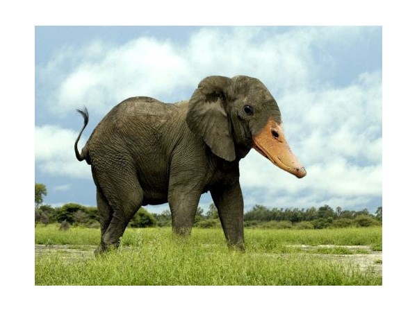 # 8 computer generated Hybrid Animals  