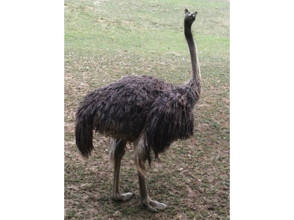 # 9 computer generated Hybrid Animals  