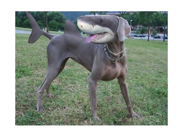 # 12 computer generated Hybrid Animals  