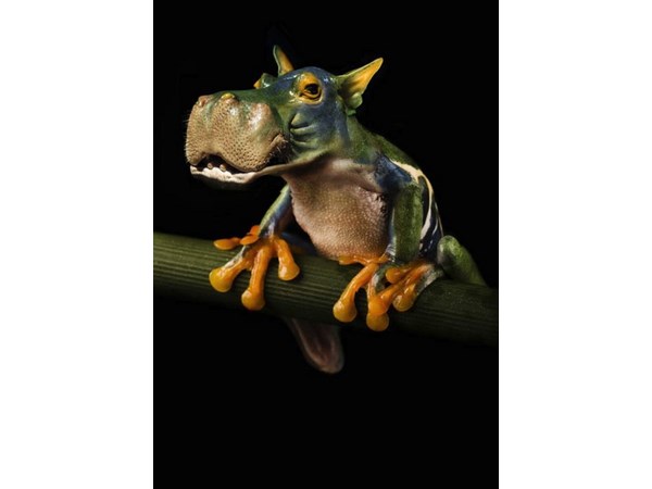 # 14 computer generated Hybrid Animals  