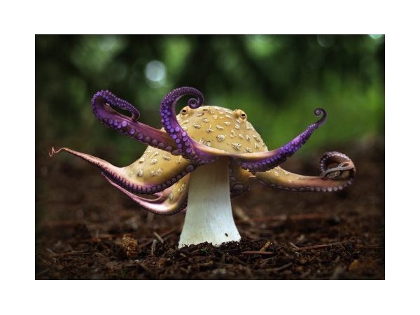 # 16 computer generated Hybrid Animals  