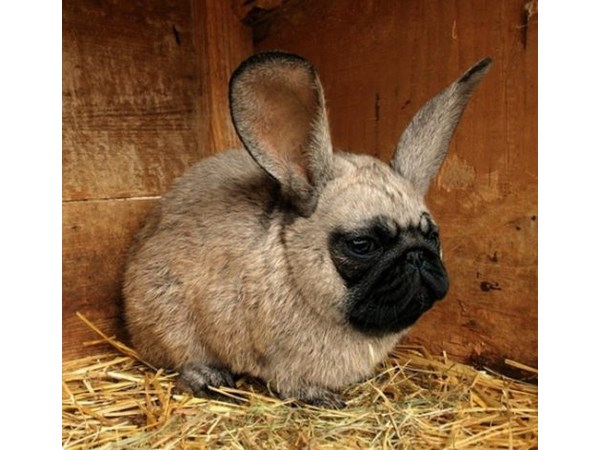 # 17 computer generated Hybrid Animals